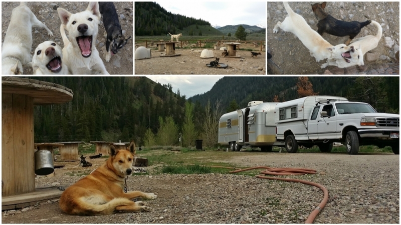 Musher3